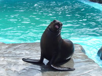 Puerto Plata, Ocean World Adventure Park Day Pass yakınlarında yapılacak şeyler - Hizvo