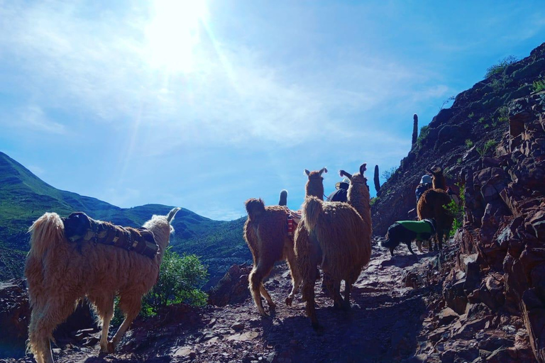 From Tilcara: Andean Trekking with Llamas