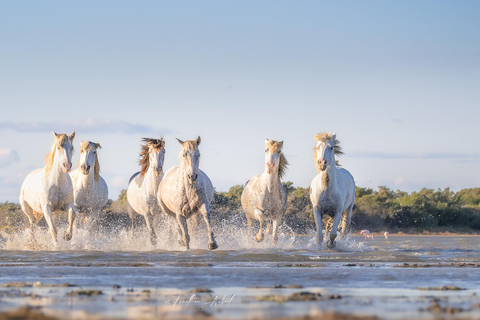 Camargue: Fotoworkshop in den Sümpfen mit freilaufenden Pferden