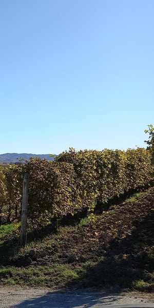 Suitetrails - Barolo Langhe Wine Tour