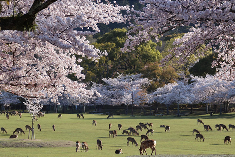 Z Osaki/Kioto: Wycieczka do Arashiyama, parku Nara i świątyni FushimiWylot z Osaki