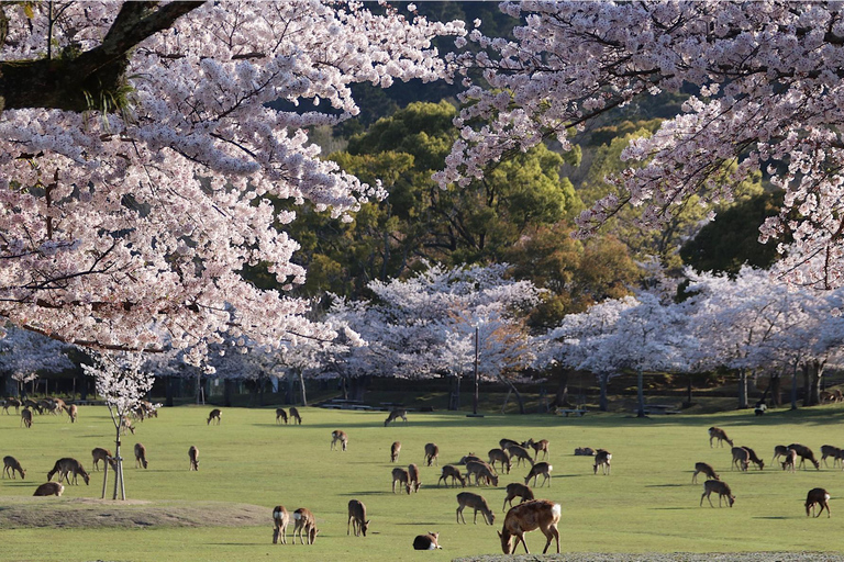 Z Osaki/Kioto: Wycieczka do Arashiyama, parku Nara i świątyni FushimiWylot z Osaki