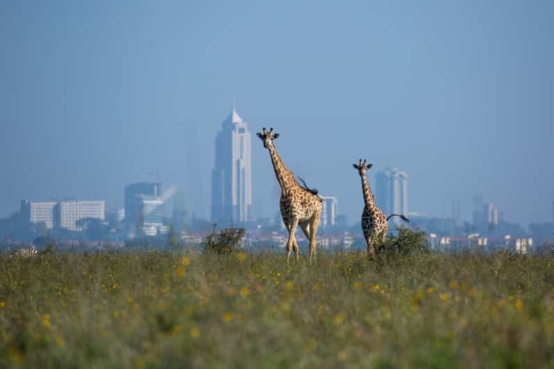 Nairobi: Parque Nacional, Orfanato de elefantes y Centro de Girafas