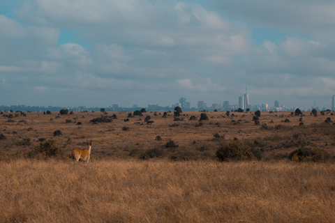 Von Nairobi aus: Nairobi National Park Gruppenabenteuer