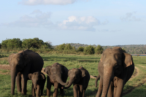 Sigiriya: Minneriya National Park Elephant Gathering Safari Non Private Jeep Safari in Morning or Evening