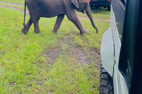 Sigiriya: Minneriya National Park Elephant Eco Jeep Safari From Sigiriya: Kaudulla National Park Jeep Safari