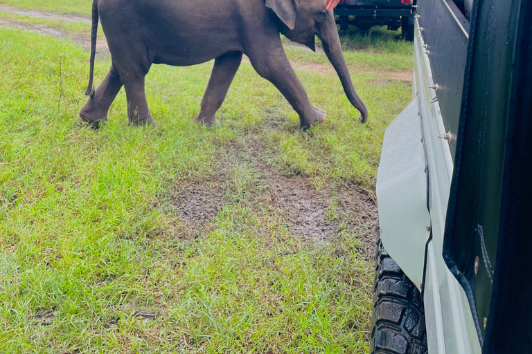 Sigiriya: Minneriya National Park Elephant Eco Jeep Safari From Sigiriya: Kaudulla National Park Jeep Safari