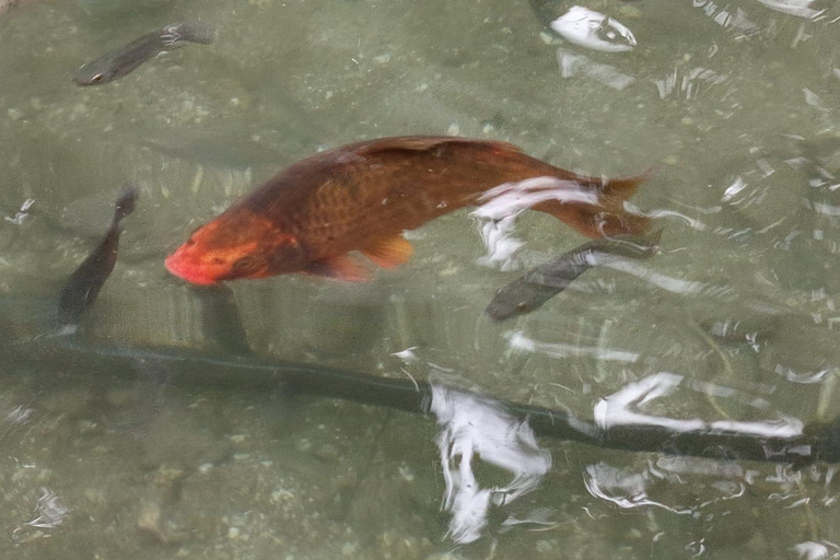 Port Vila: Mele Cascades, Snorkeling, and Fish Feeding Tour