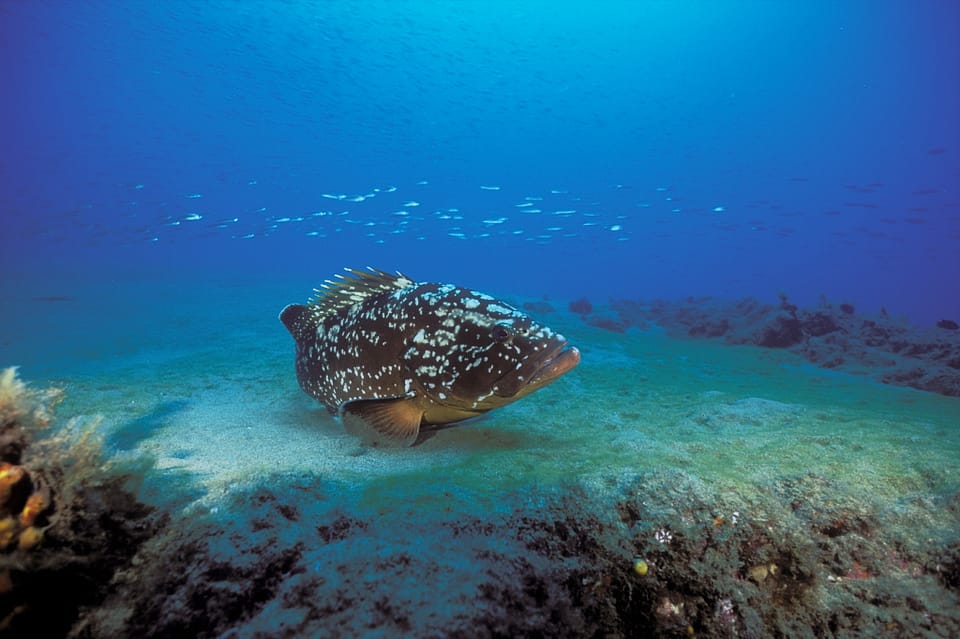 Lanzarote Introducci N Al Buceo En Costa Teguise Getyourguide