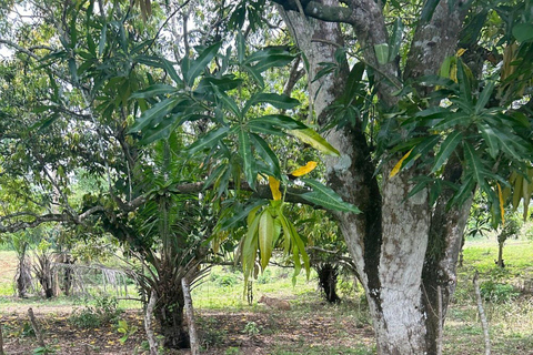 Palenque: Private Eco-Tour zu Pferd mit Mittagessen