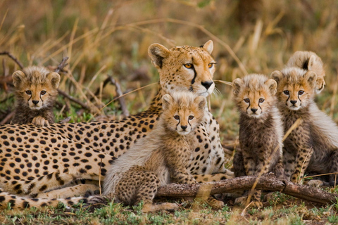 Maasai Magic & Nakuru's Charms: 4-Day Wilderness Safari