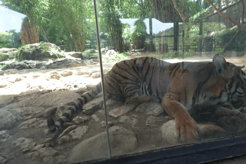 Cebu Safari: Experience Wildlife Up Close