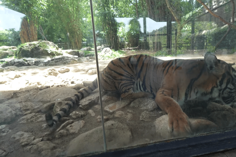 Cebu Safari: Experience Wildlife Up Close