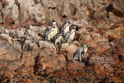 From Lima: Paracas, Huacachina & Ballestas Day Trip