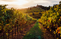 Parma, Winery Tour and tasting - Housity