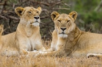 Johannesburg, Tagesausflug nach Cradle of Humankind und Game Drive - Housity