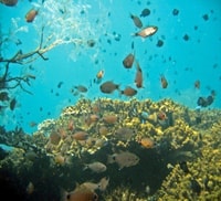 Hoi an, Cham Islands Snorkeling Trip por lancha rápida con almuerzo - Housity