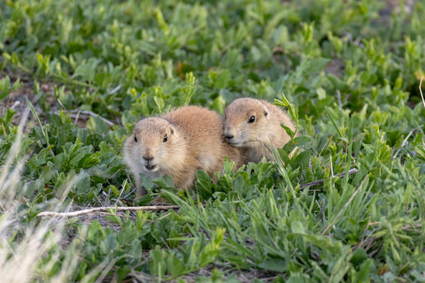 Safari dans le Rocky Mountain ArsenalSafari dans l&#039;Arsenal des Rocheuses