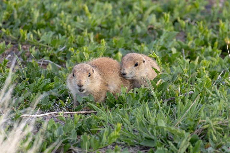 Safari dans le Rocky Mountain ArsenalSafari dans l&#039;Arsenal des Rocheuses