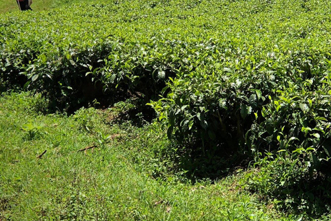 Kericho: Tea Plantation Tour with Tasting and Pickup