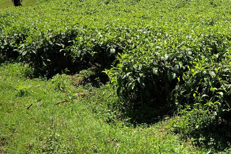 Kericho: Tea Plantation Tour with Tasting and Pickup