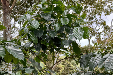 From Huatulco to Pluma Hidalgo: a gastronomic and natural immersion