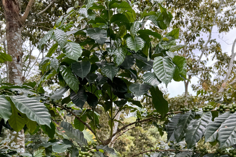 From Huatulco to Pluma Hidalgo: a gastronomic and natural immersion