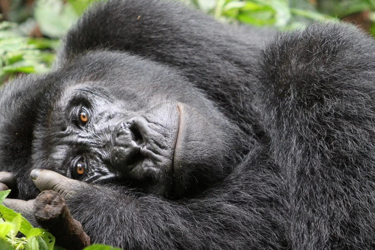 Kigali: 2-Day Volcanoes National Park & Gorilla Trek