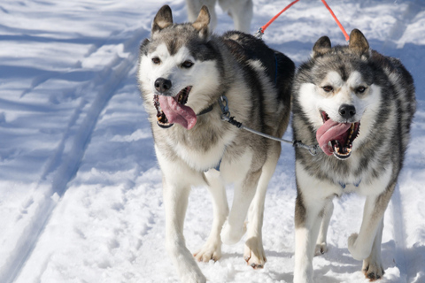 Levi: 1.5km Husky Sledge Safari