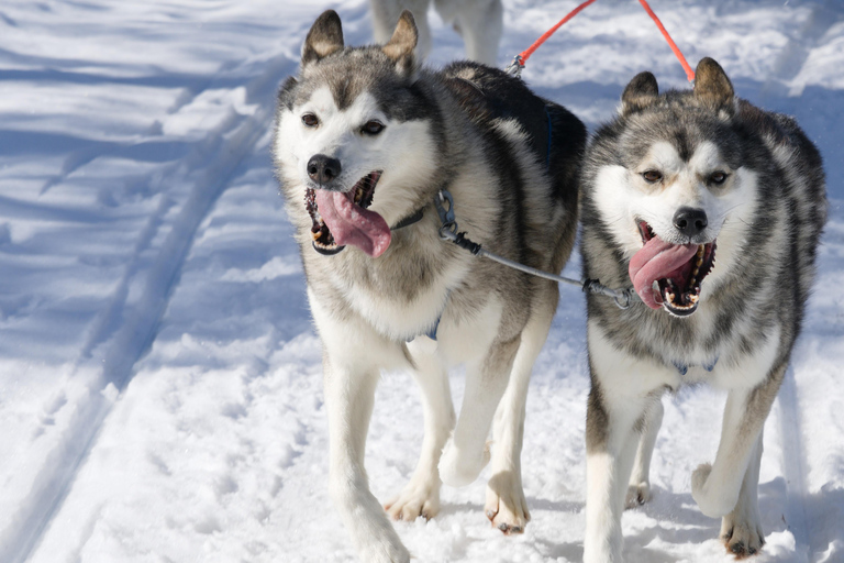 Levi: safari in slitta trainata da husky di 5 km con guida autonomaLevi: safari in slitta trainata da husky di 5 km da guidare da soli