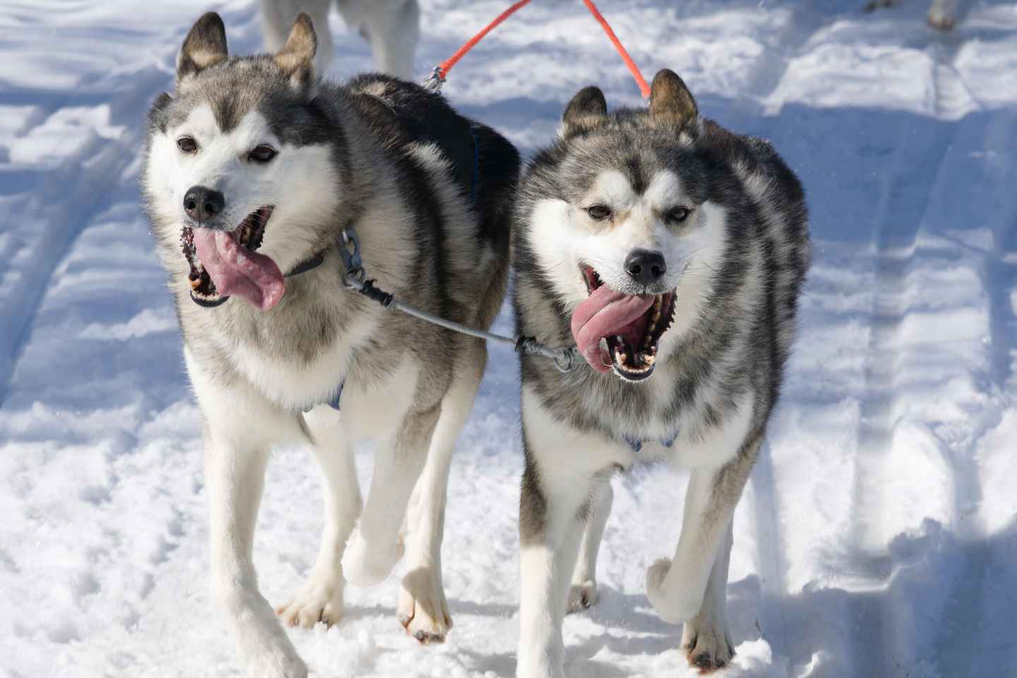 Levi: 5km Self-Driven Husky Ride, Hot drinks & doughnuts