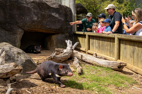 Brisbane: Lone Pine Koalas & Aussie Wildlife Guided Tour