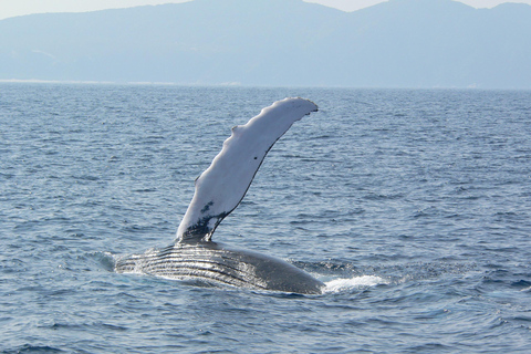 冲绳那霸：庆良间群岛半日观鲸之旅半日观鲸之旅（含酒店接送服务）