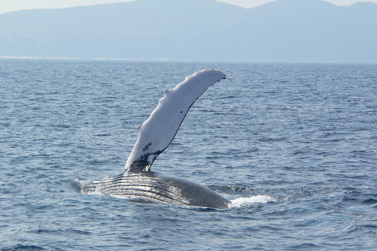 冲绳那霸：庆良间群岛半日观鲸之旅半日观鲸之旅（含酒店接送服务）