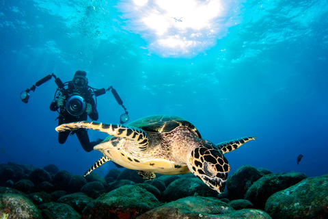 Mirissa: Sea Turtle Conservation Experience with Snorkeling