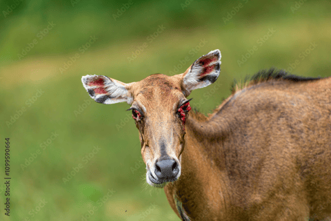 3 天王国野生动物之旅：吉尔自然之旅，古吉拉特的骄傲3 天王国野生动物之旅：吉尔自然之旅，古吉拉特之骄