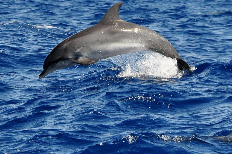 Fuerteventura: Catamarán navegación vela. Máximo 10 personasHappy Day Tour