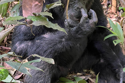 3 Daagse Oeganda Gorilla Safari naar Bwindi Forest