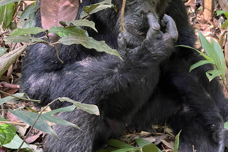 3 Daagse Oeganda Gorilla Safari naar Bwindi Forest