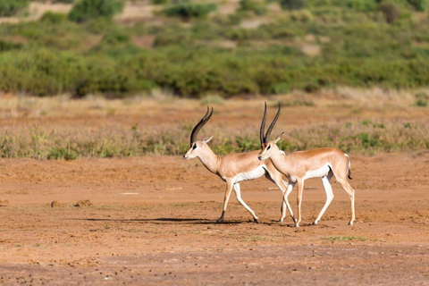 5 dagars safari i Tsavo East/West och Saltlick Lodge