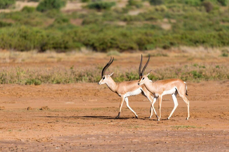 5 dagars safari i Tsavo East/West och Saltlick Lodge