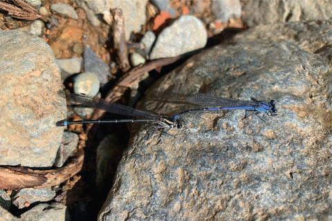 Cali: Waterval in de rivier Pance - Chorrera del Indio