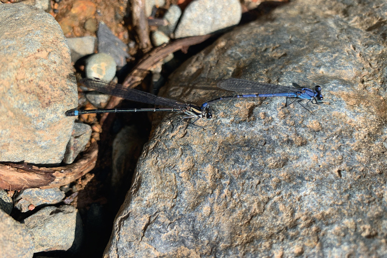 Cali: Waterval in de rivier Pance - Chorrera del Indio