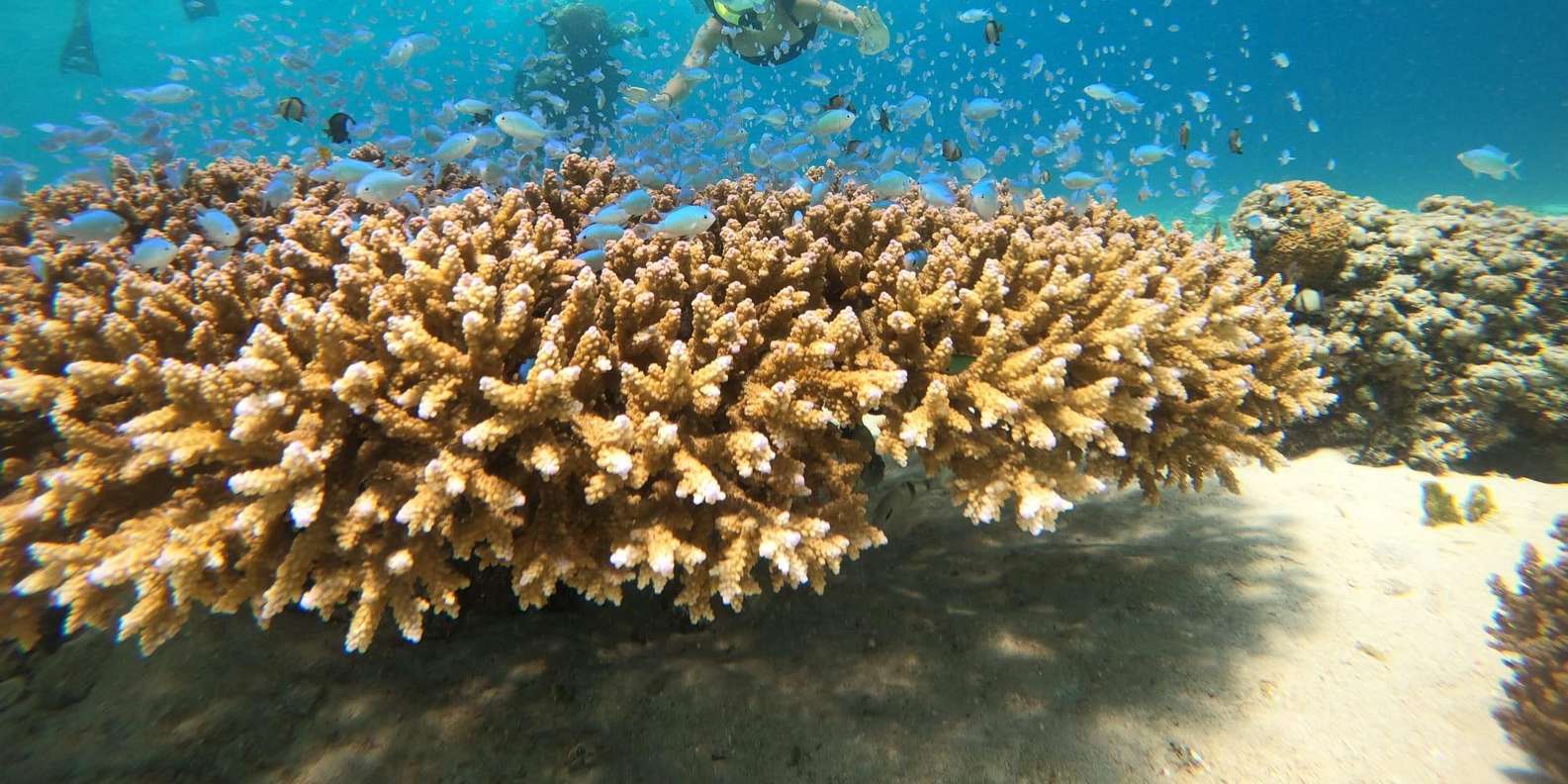 Bali snorkeling tour — underwater marine life and coral reefs — image 23