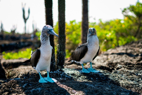 Galápagos Ultimate: 5-Day Adventure Tour with Snorkeling