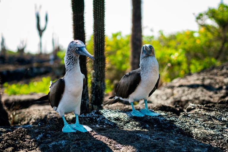 Galápagos Ultimate: 5-Day Adventure Tour with Snorkeling