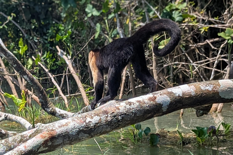 مدينة بنما: رحلة نهارية إلى جزيرة القرود وقناة بنما لمشاهدة IMAX