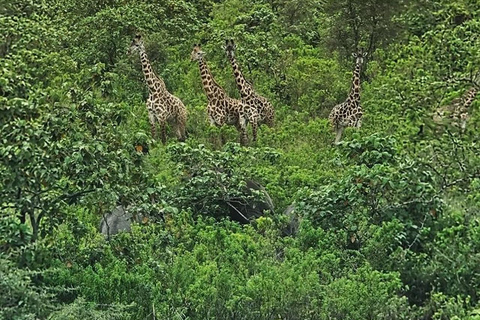 Arusha: escursione di un giorno al Parco Nazionale di Arusha con fotosafari