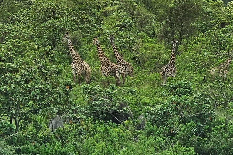 Arusha: escursione di un giorno al Parco Nazionale di Arusha con fotosafari