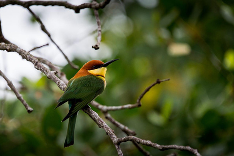 From Galle/Mirissa: Kalametiya Bird Sanctuary Boat Safari Hambantota: Kalametiya Bird Sanctuary Boat Safari-Private